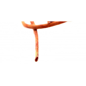 INSULATING BRAIDED WAX TUBE... 2